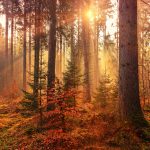 Herfst: gas terug, bezinning en loslaten!